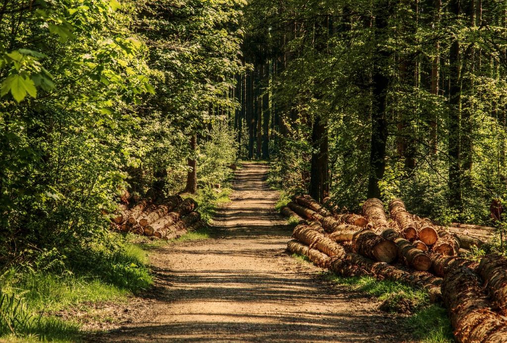 Holz sammeln im Wald: Was Sie wissen müssen, um garantiert legal unterwegs zu sein