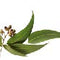 Sentiotec Dampfbadduft Eucalyptus | A-120-EU | 5 l