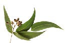 Sentiotec Dampfbadduft Eucalyptus | klimaworld.com 