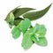 Sentiotec Dampfbadduft Eucaminze | A-120-EM | 5 l